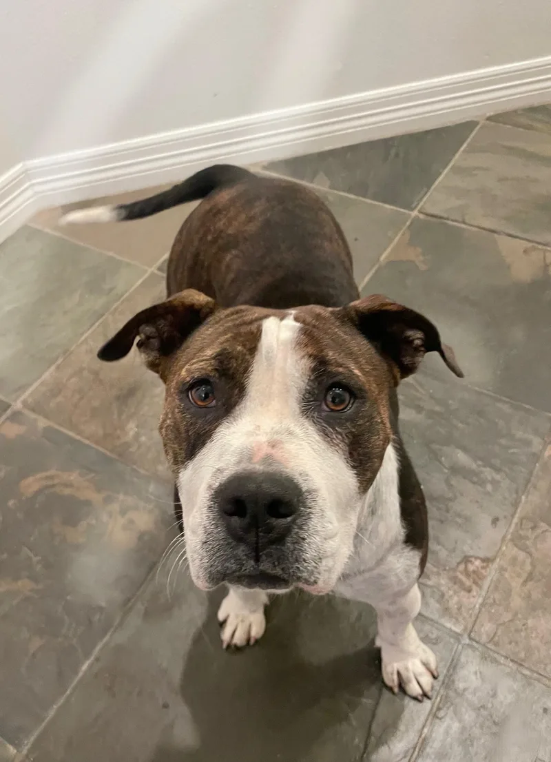 An adult medium-sized female White / Cream American Staffordshire Terrier dog named Maggie Mae for adoption in Houston, TX