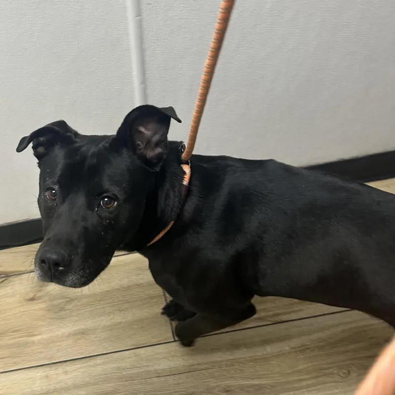 A baby small-sized female Pit Bull Terrier dog named Mary Jane for adoption in Newark, NJ