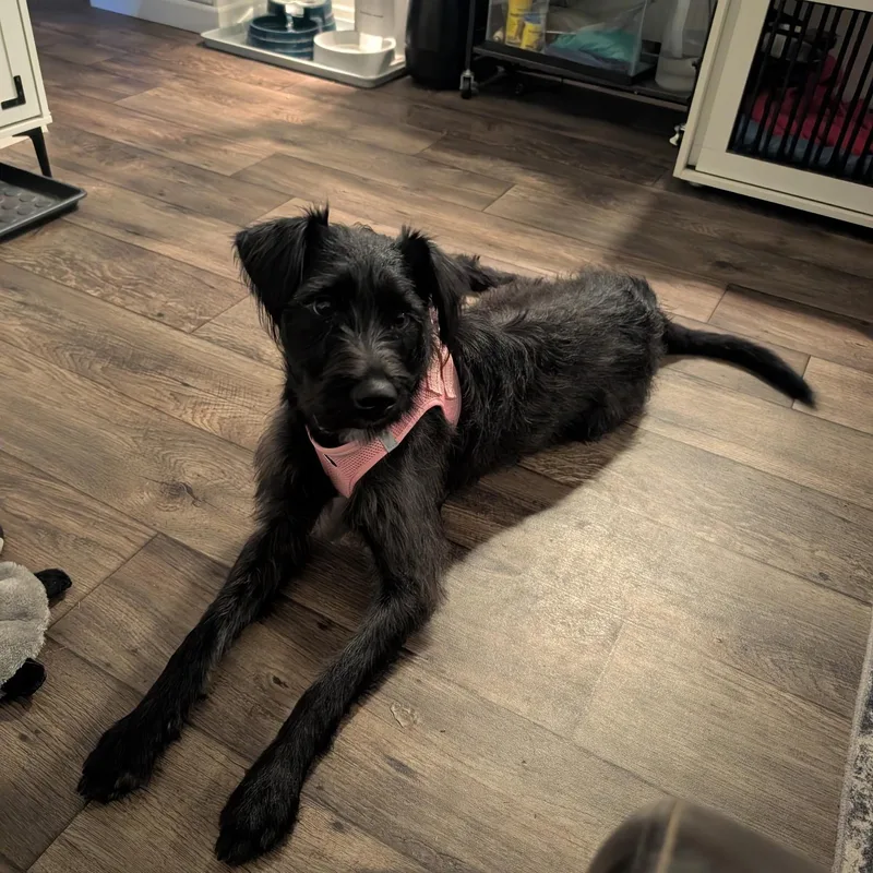 An adult small-sized female Schnauzer dog named Daisy for adoption in West Valley, UT