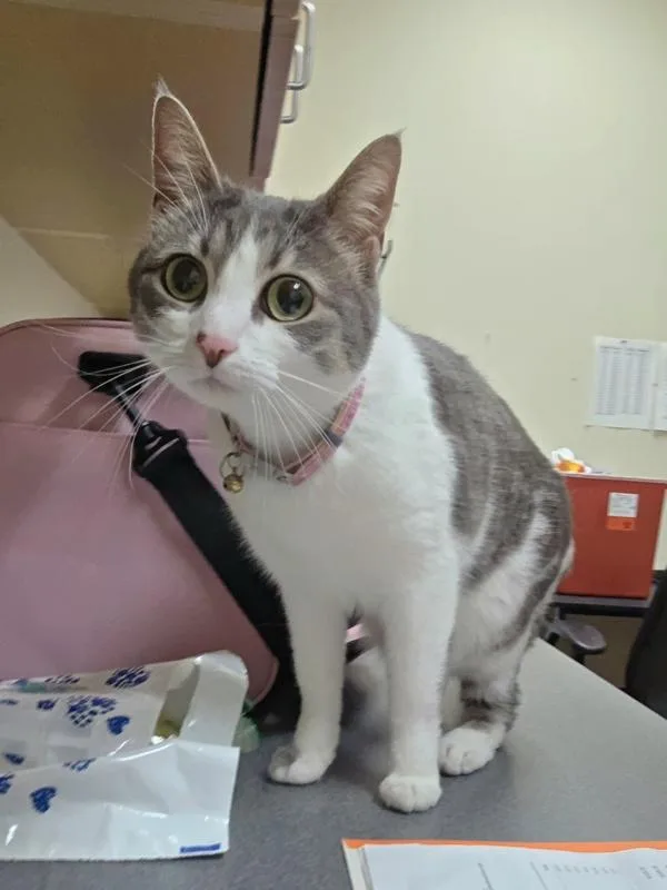 An adult medium-sized female Domestic Short Hair cat named Leia for adoption in Kennewick, WA
