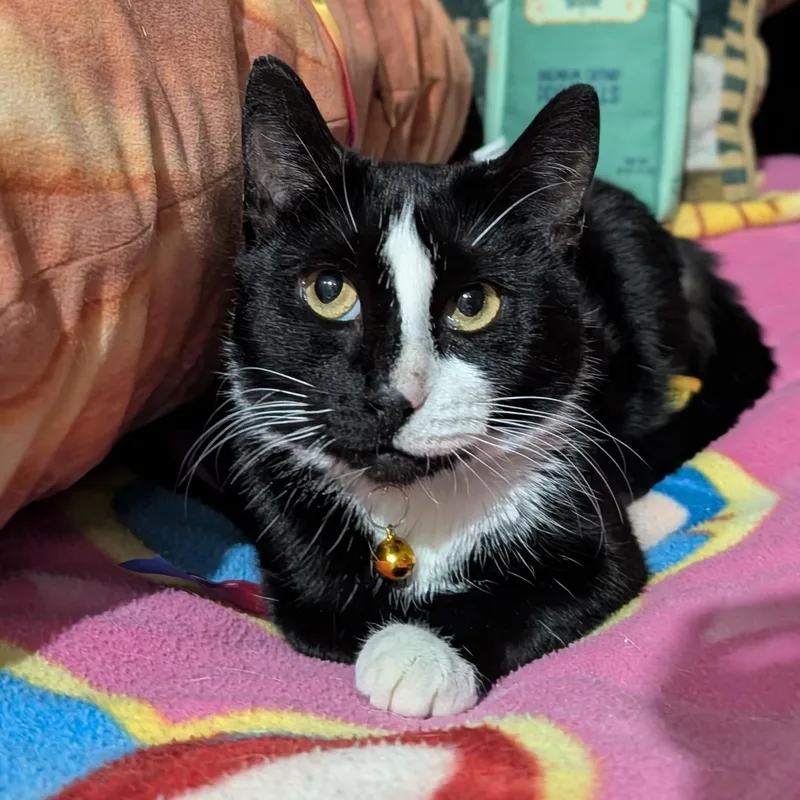 Tiramisa thumbnail 3