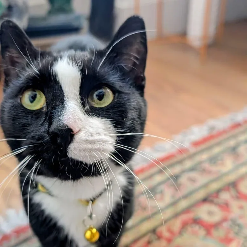 Tiramisa thumbnail 5