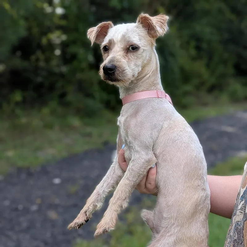 An adult small-sized male White / Cream Poodle dog named HugoJames for adoption in Covington, GA