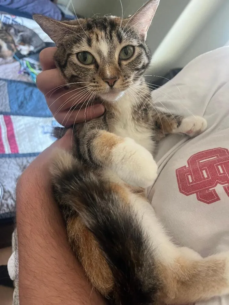 A young medium-sized female Domestic Short Hair cat named Burrito for adoption in Oceanside, CA