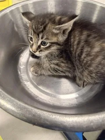 A baby small-sized female Domestic Short Hair cat named Delilah for adoption in San Martin, CA