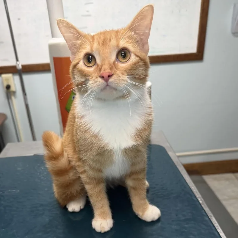 A young medium-sized female Domestic Short Hair cat named Alma for adoption in Johnson City, TN