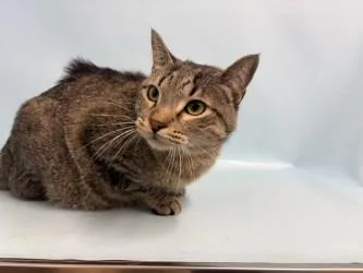 An adult small-sized male American Shorthair cat named Sage for adoption in Golden Valley, MN