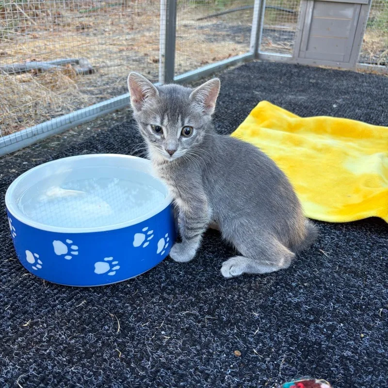 A baby small-sized male Gray / Blue / Silver Domestic Short Hair cat named Bobby for adoption in Pleasanton, CA