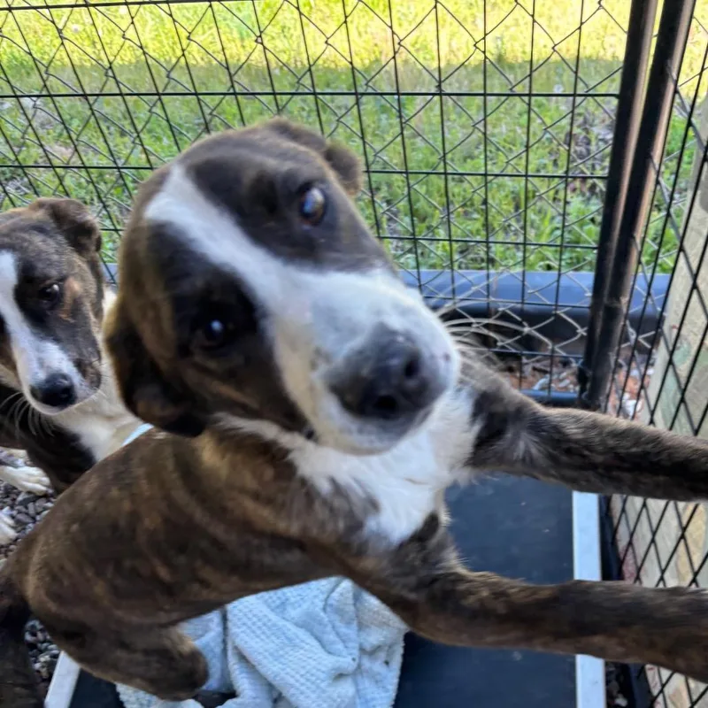 A young medium-sized male Brindle Bullmastiff dog named Jetson for adoption in Franklin, NC
