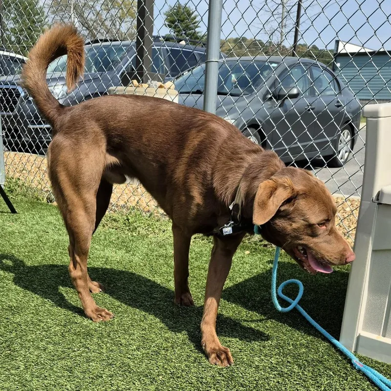 A young large-sized male Brown / Chocolate Chocolate Labrador Retriever dog named Rocky for adoption in Chattanooga, TN