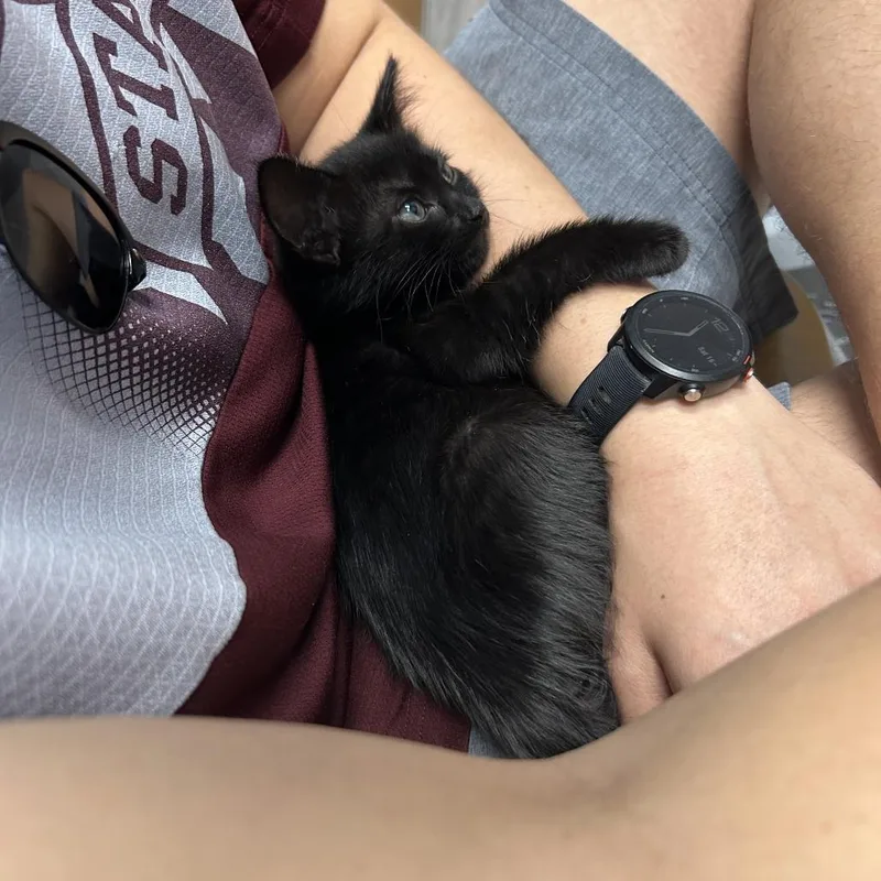 A baby small-sized female Black Domestic Short Hair cat named Alice for adoption in Houston, TX