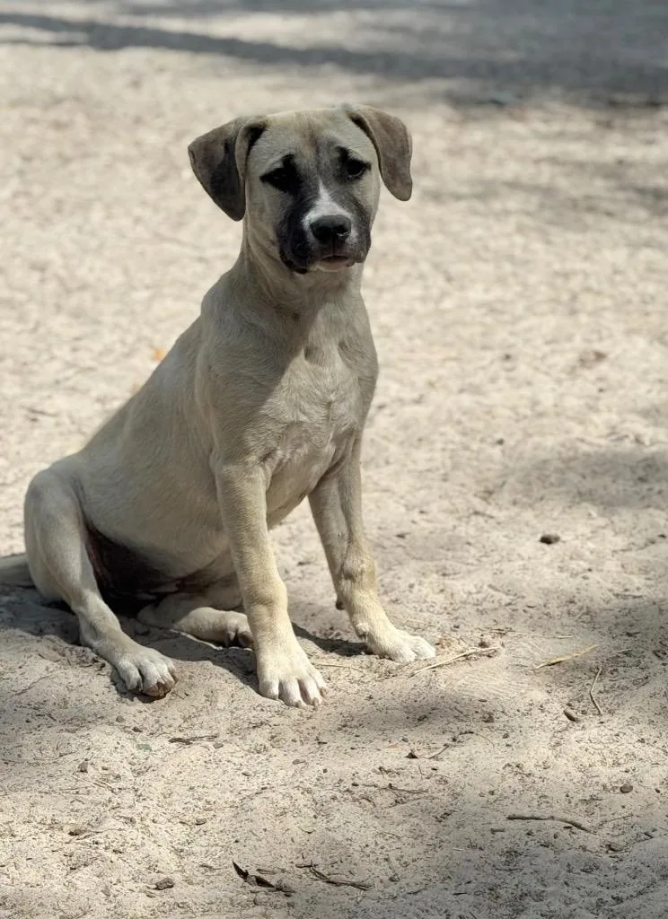 Sugar Plum thumbnail 3