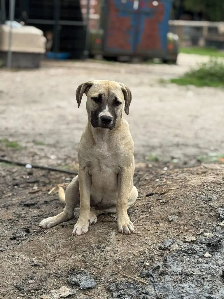 Sugar Plum thumbnail 4