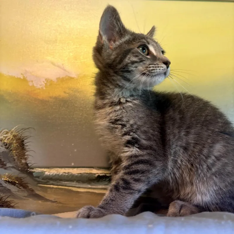 A baby small-sized male Gray / Blue / Silver Domestic Short Hair cat named Bisque for adoption in Granville, OH