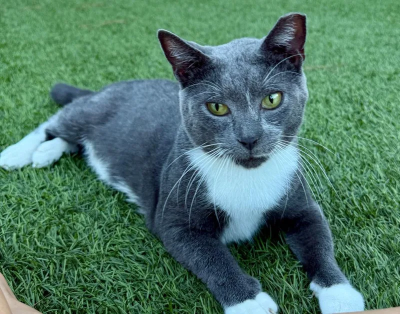 A young small-sized male Domestic Short Hair cat named Ollie for adoption in Darien, GA