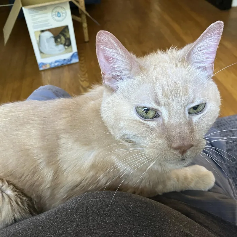 A senior medium-sized male Buff / Tan / Fawn Domestic Medium Hair cat named Thumper for adoption in Oak Park, IL