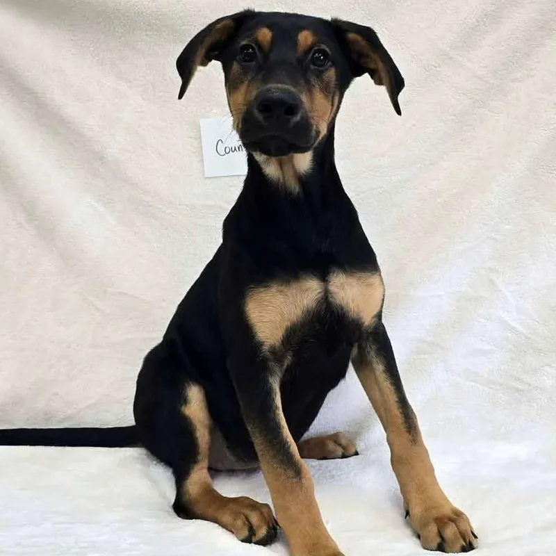 A baby medium-sized female Doberman Pinscher dog named Counsel for adoption in Othello, WA