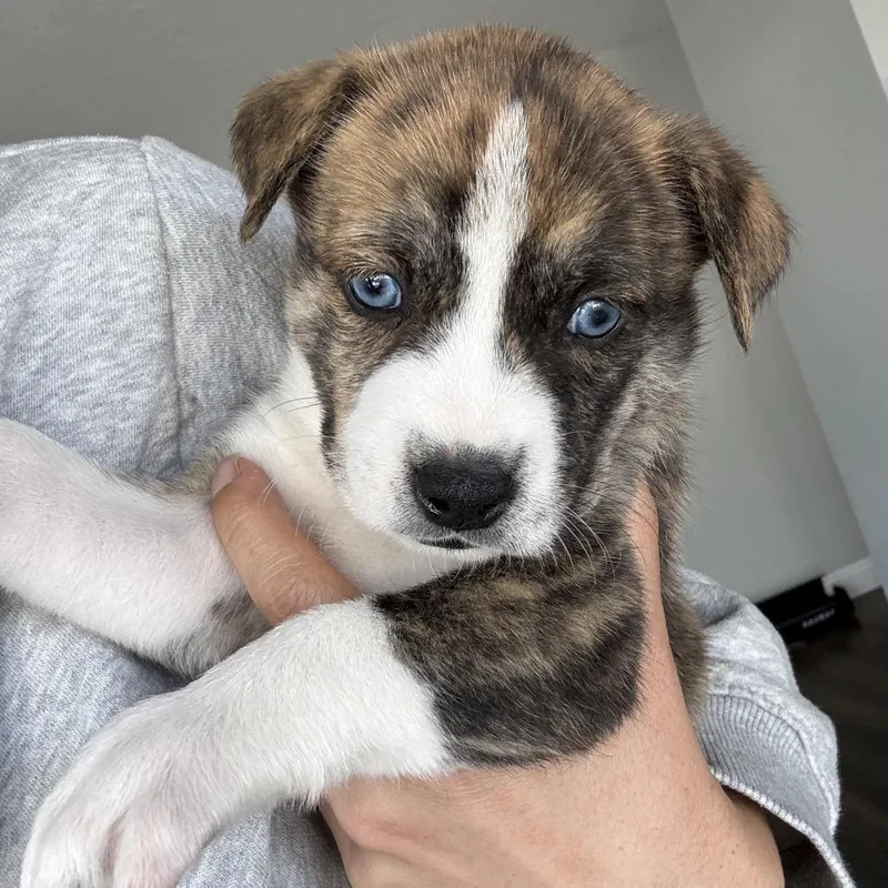 A baby medium-sized female Brindle Husky dog named Monica for adoption in Oceanside, CA