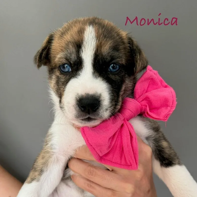 Monica thumbnail 3