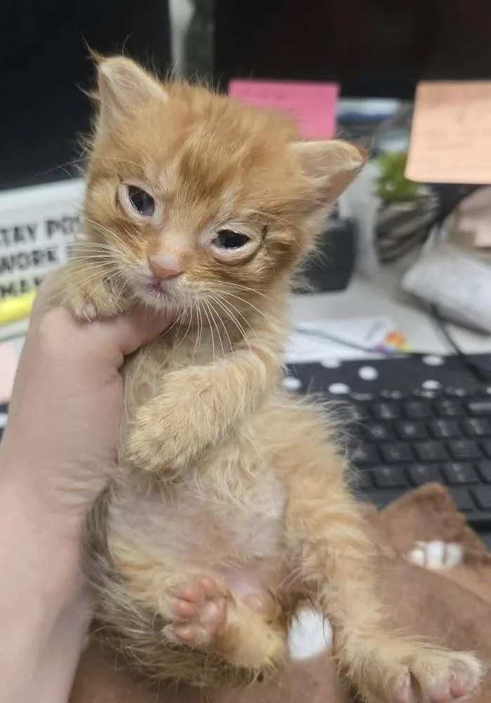 A baby small-sized male Tabby (Orange / Red) Domestic Short Hair cat named Stoker for adoption in Poplar Grove, IL