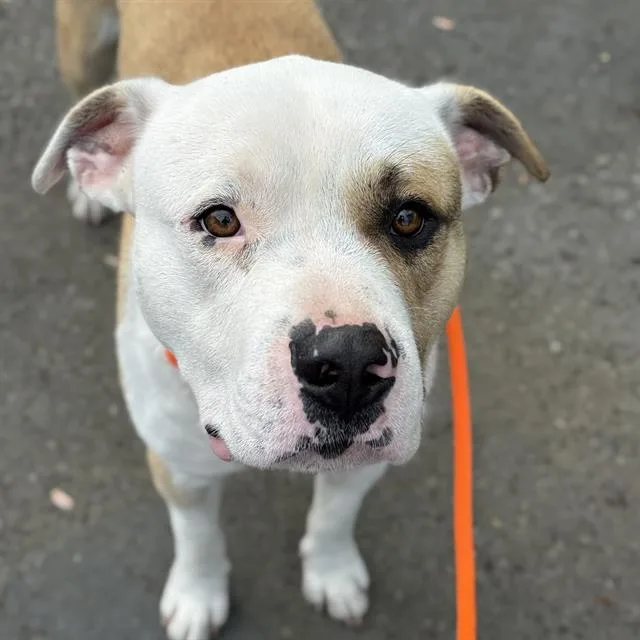 A young large-sized male Pit Bull Terrier dog named Nipsy for adoption in Kent, WA