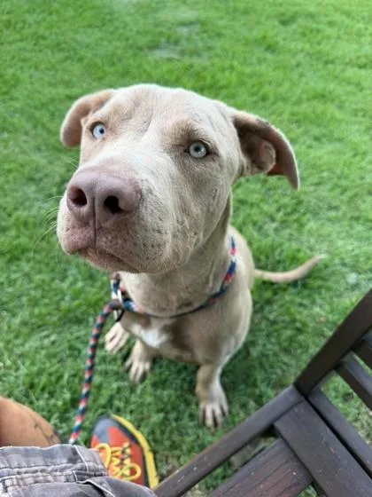 An adult large-sized male Mixed Breed dog named Walker for adoption in Memphis, TN