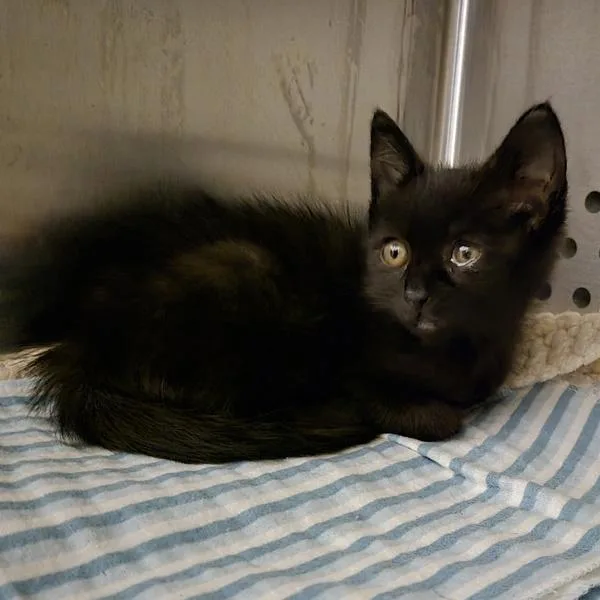 A baby small-sized female Domestic Medium Hair cat named Sailor Moon for adoption in Dublin, CA