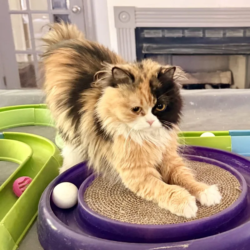 A baby small-sized female Calico Persian cat named Precious Bathsheba for adoption in Woodbridge, VA