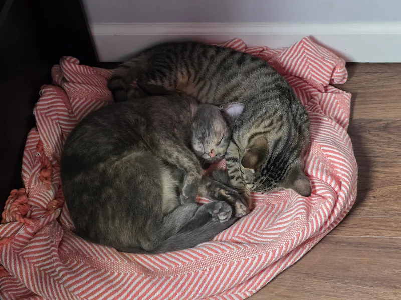 A baby medium-sized female Dilute Tortoiseshell cat named Arriety for adoption in Wilmington, NC