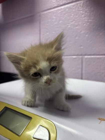 A baby small-sized male Buff / Tan / Fawn Domestic Long Hair cat named 61140535 for adoption in El Paso, TX