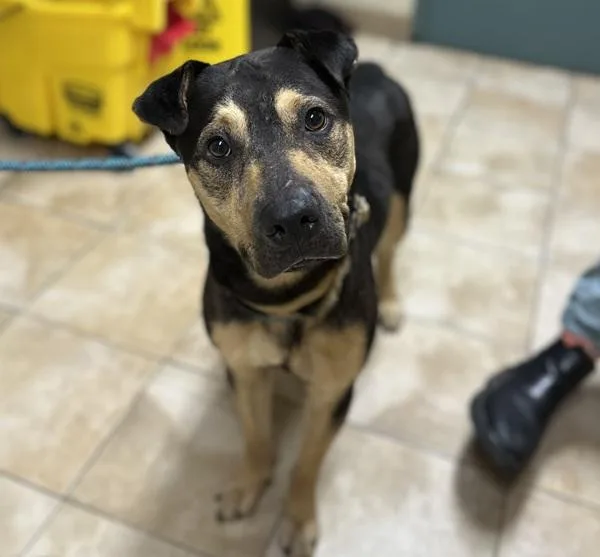 An adult large-sized male Shar-Pei dog named Noodles for adoption in Troutdale, OR