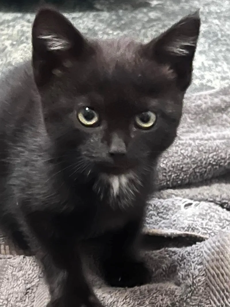 A young medium-sized female Domestic Short Hair cat named Luna for adoption in Plain City, OH