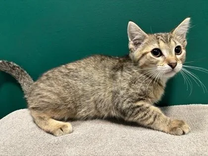 An adult small-sized female Domestic Short Hair cat named Chai for adoption in St. Anne, IL