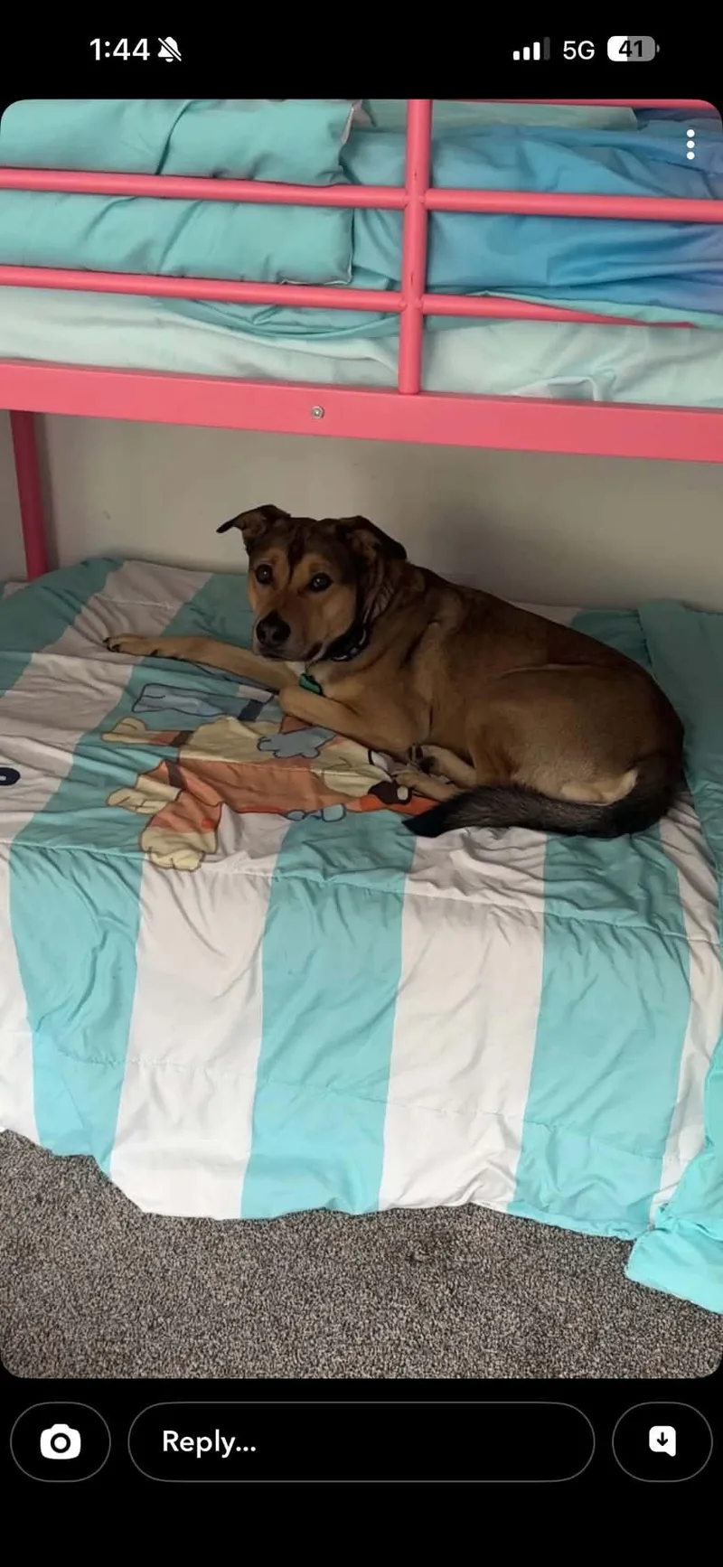 An adult medium-sized male Mixed Breed dog named Murray for adoption in Holmen, WI