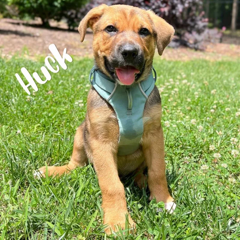 A baby large-sized male Brown / Chocolate Shepherd dog named Huck for adoption in Kannapolis, NC