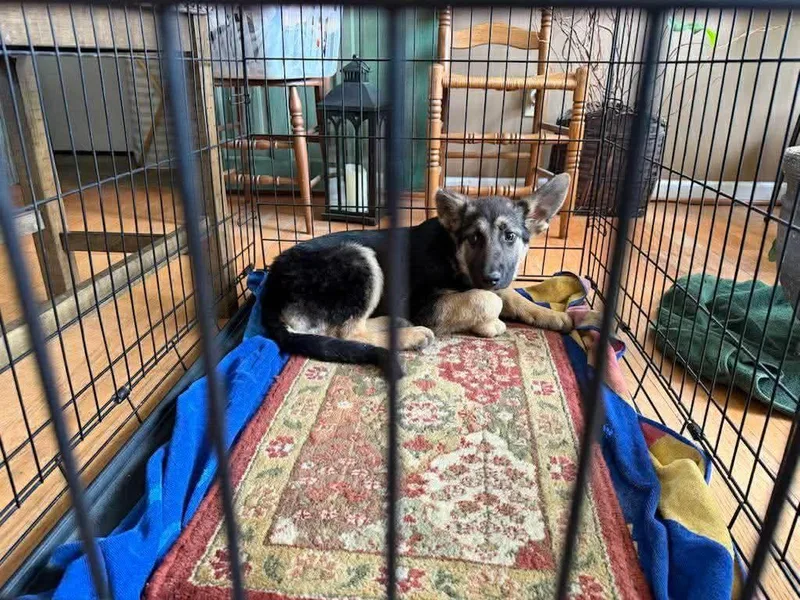 A young medium-sized female German Shepherd Dog dog named Kenzie for adoption in Watertown, WI