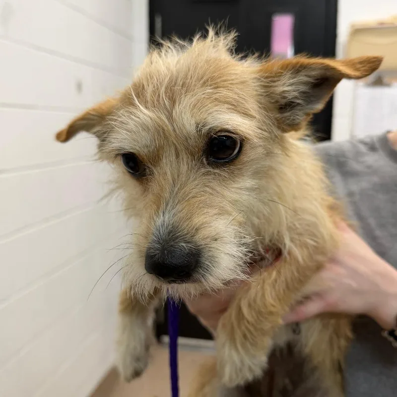 An adult small-sized female Yellow / Tan / Blond / Fawn Terrier dog named Beyonce for adoption in Ardmore, OK
