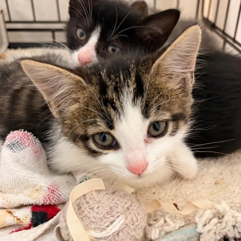 A baby small-sized female Brown / Chocolate Domestic Short Hair cat named Margie for adoption in Lynchburg, VA