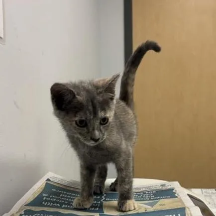 A baby small-sized female Gray / Blue / Silver Domestic Short Hair cat named Shifty for adoption in Jacksonville, FL