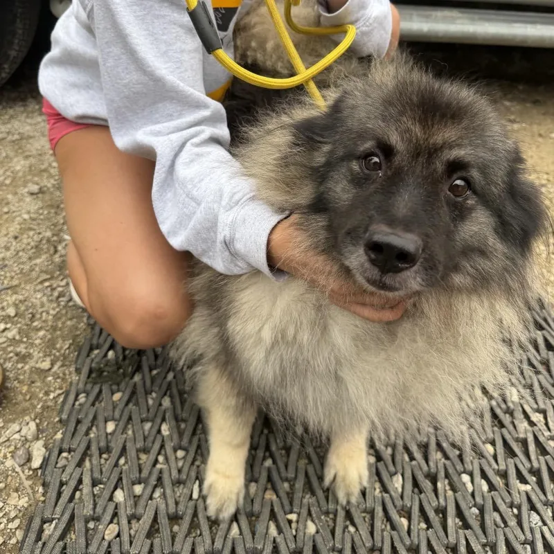 An adult medium-sized female Brown / Chocolate Keeshond dog named Emyla for adoption in Northbrook, IL