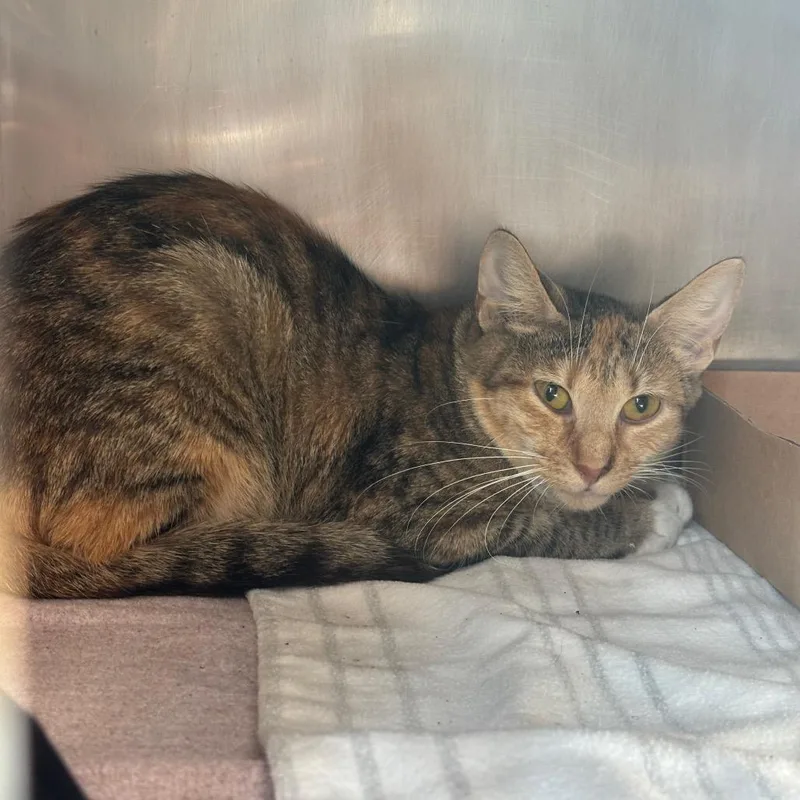 An adult medium-sized female Domestic Short Hair cat named Aphelia for adoption in Birdsboro, PA