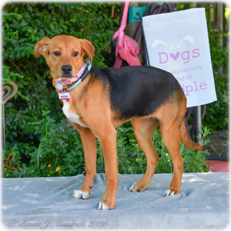 A young medium-sized female Black Beagle dog named Madiera for adoption in Wake Forest, NC