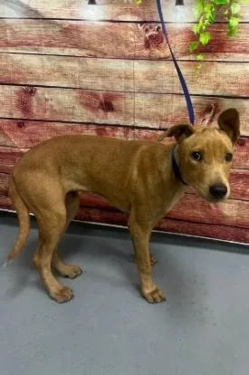 A young medium-sized female Hound dog named AC "Sybil" for adoption in Conyers, GA