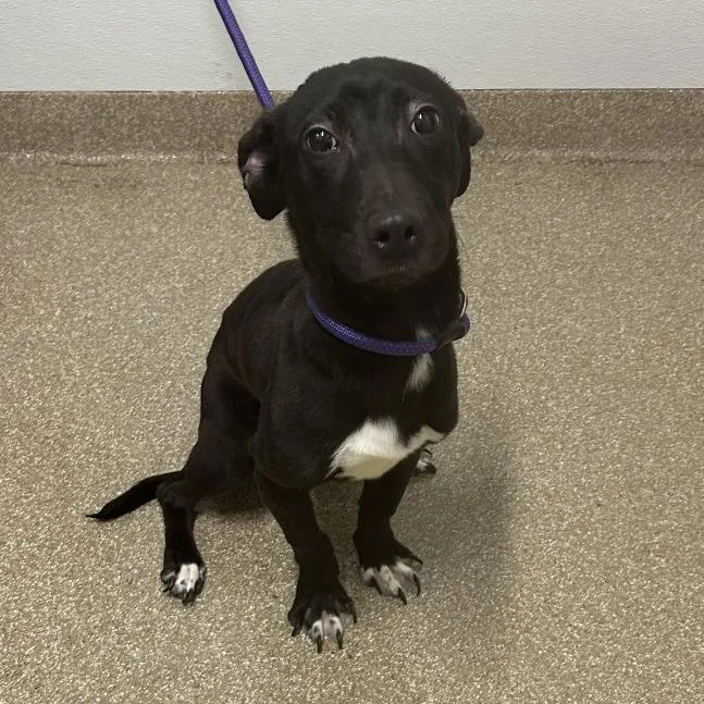 A young medium-sized male Black Mixed Breed dog named Shadow for adoption in League City, TX
