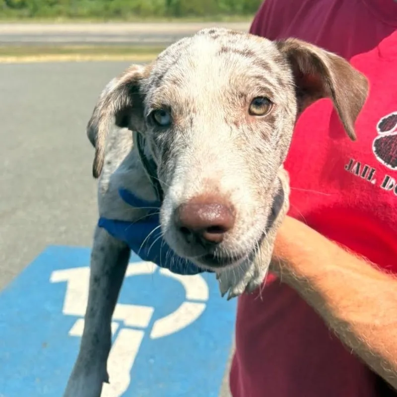 A baby medium-sized female Labrador Retriever dog named Cookie for adoption in Marshall, TX