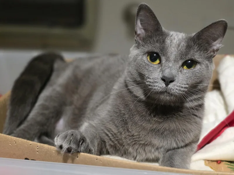 A young medium-sized female Domestic Short Hair cat named C Litter Ember for adoption in Livonia, MI