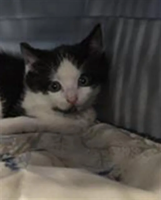 A baby small-sized male Domestic Short Hair cat named Oreo for adoption in Palmetto, FL