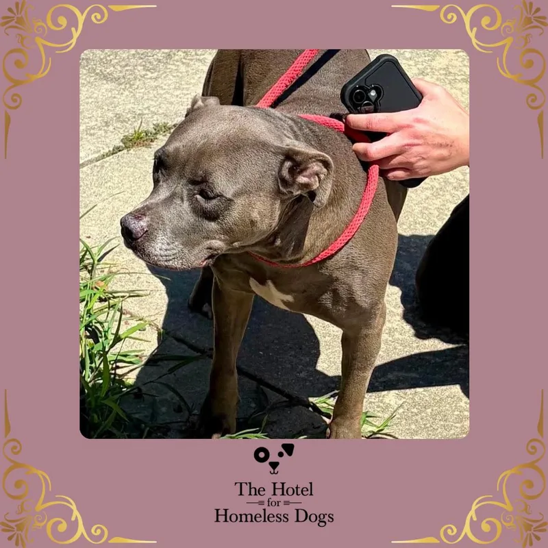 An adult large-sized female Gray / Blue / Silver American Staffordshire Terrier dog named Gretchen for adoption in Cumberland, RI