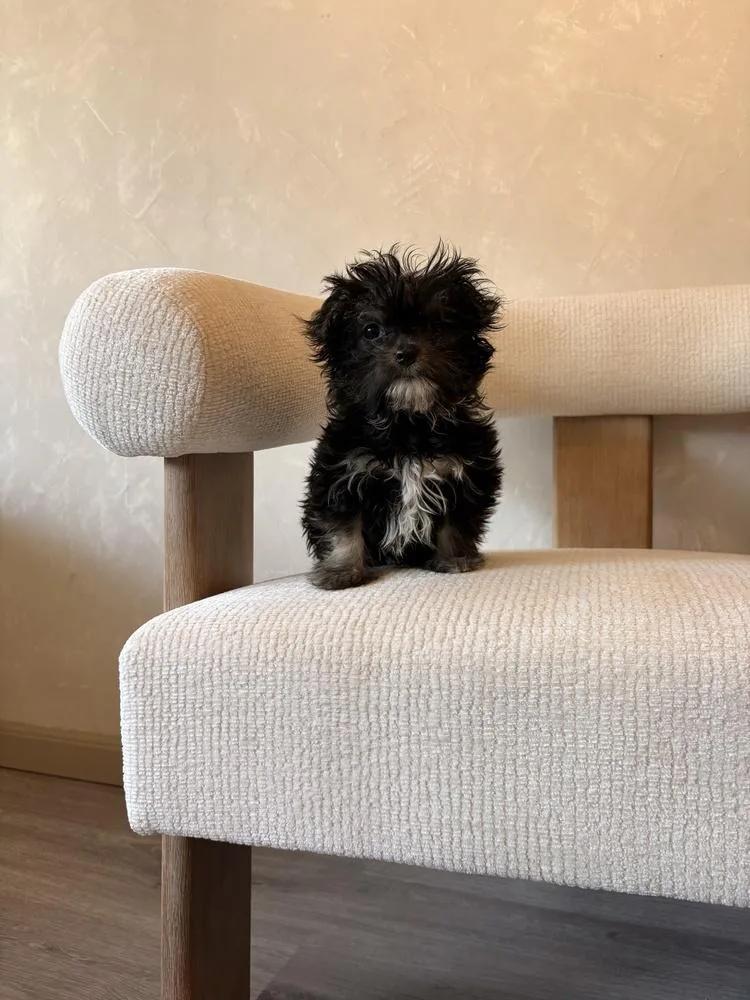 A baby small-sized male Tricolor (Brown, Black, & White) Maltese dog named Bruno Baby for adoption in Pleasant Hill, CA