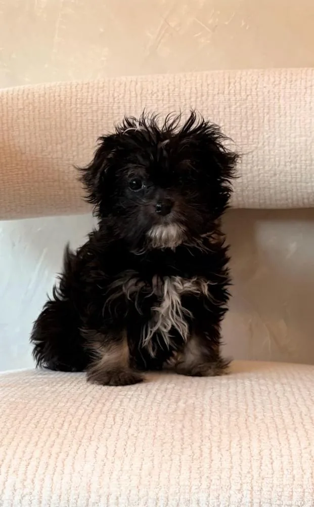 Bruno Baby thumbnail 2